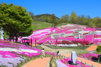 생초국제조각공원 꽃잔디 풍경.
