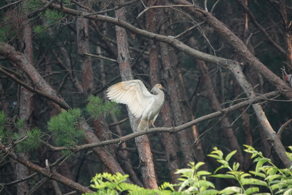 ﻿옥천마을에서 둥지를 떠난 따오기 1마리가 나무 위에서 날개를 펼쳐 보이고 있다.