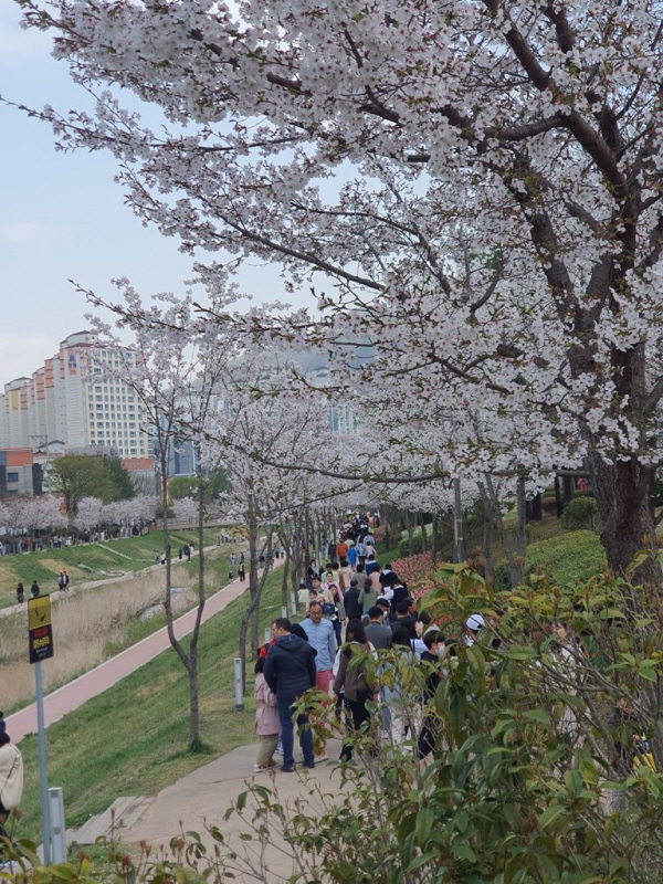﻿지난해 율하 벚꽃축제에서 아름드리 벚꽃이 만개해 있다.