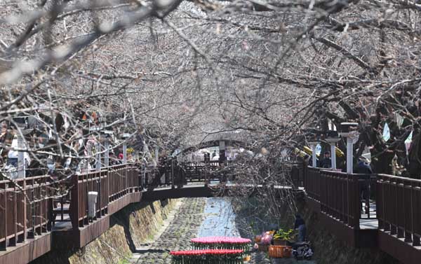 ﻿21일 오후 국내 최대 봄꽃 명소인 경남 창원시 진해구 여좌천에 벚나무가 개화를 앞두고 있다.  연합뉴스