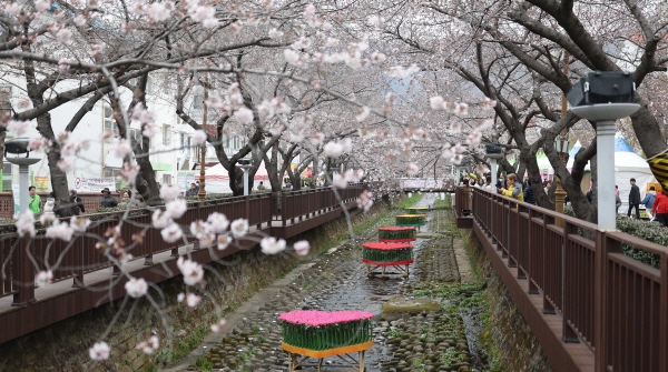 ﻿국내 최대 봄꽃 축제가 열리는 24일 창원시 진해구 여좌천에서 관광객이 벚꽃을 구경하고 있다.  연합뉴스
